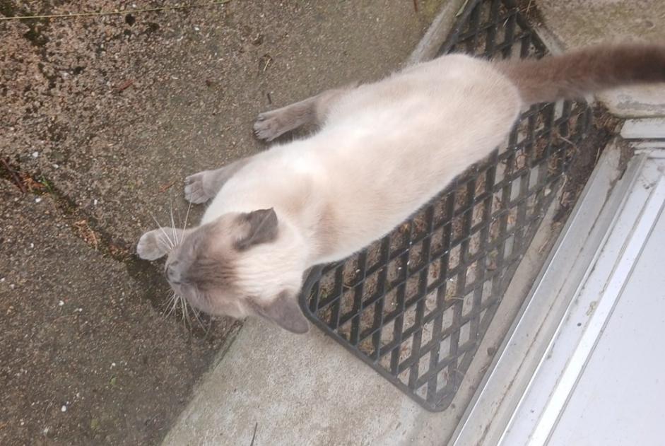 Alerte Découverte Chat Inconnu Férel France