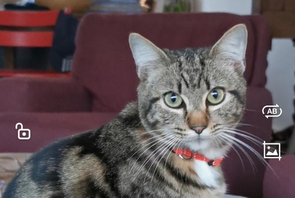 Alerte Disparition Chat Mâle , 2 ans Vannes France