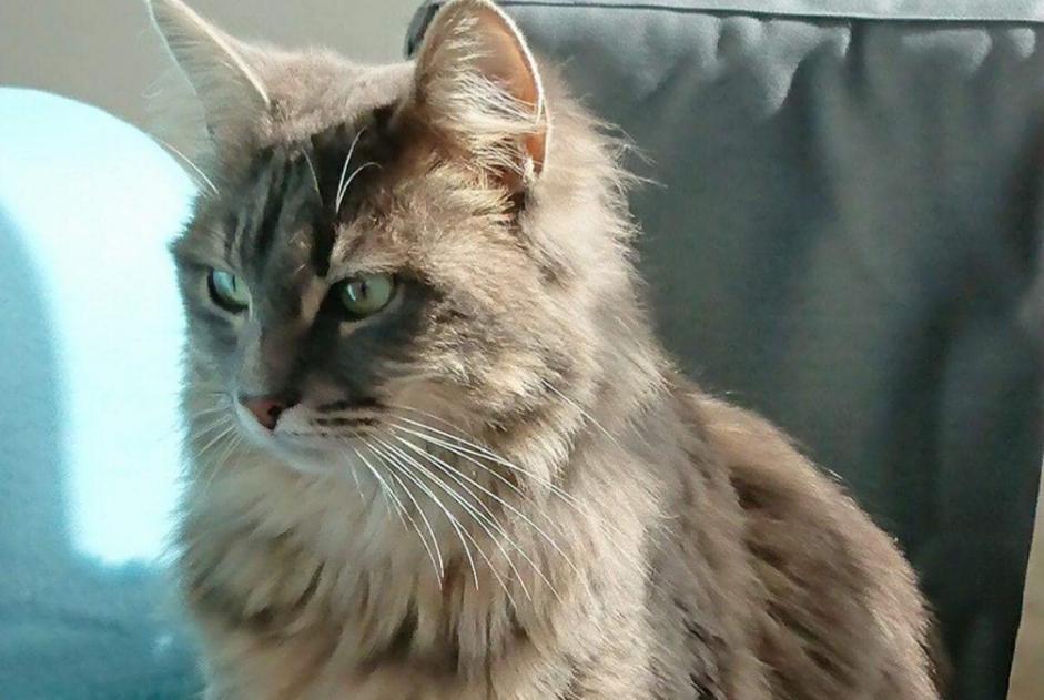 Alerte Disparition Chat croisement  Femelle , 8 ans Auray France