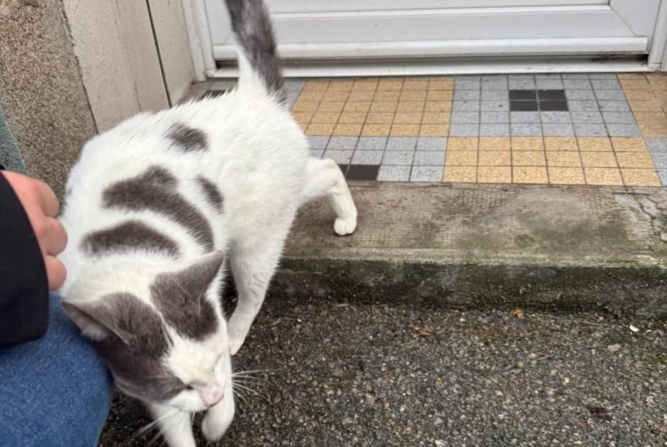 Avviso Ritrovamento Gatto Non conosciuta Plouay Francia Avviso Ritrovamento Gatto Non conosciuta Plouay Francia